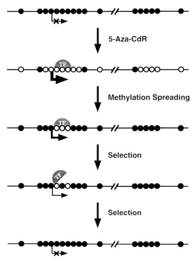 FIG. 7