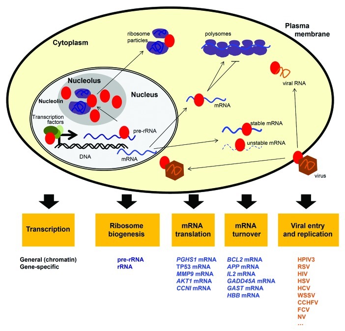 graphic file with name rna-9-799-g1.jpg