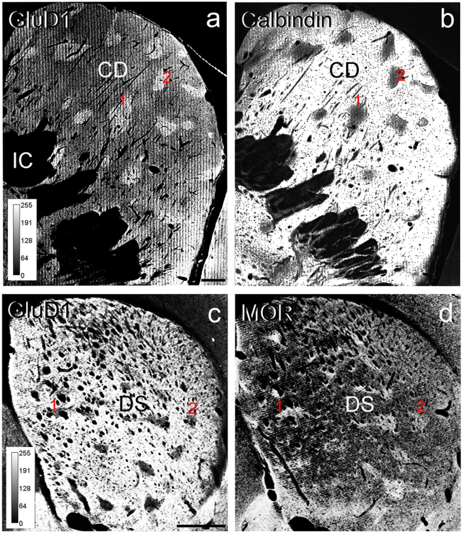 Figure 1: