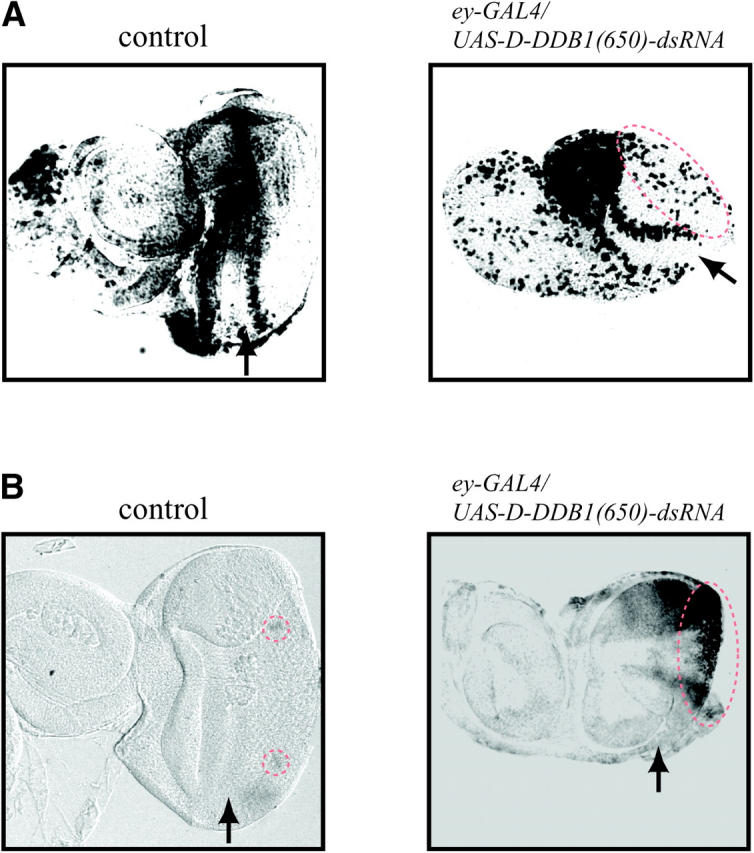 Figure 6.—