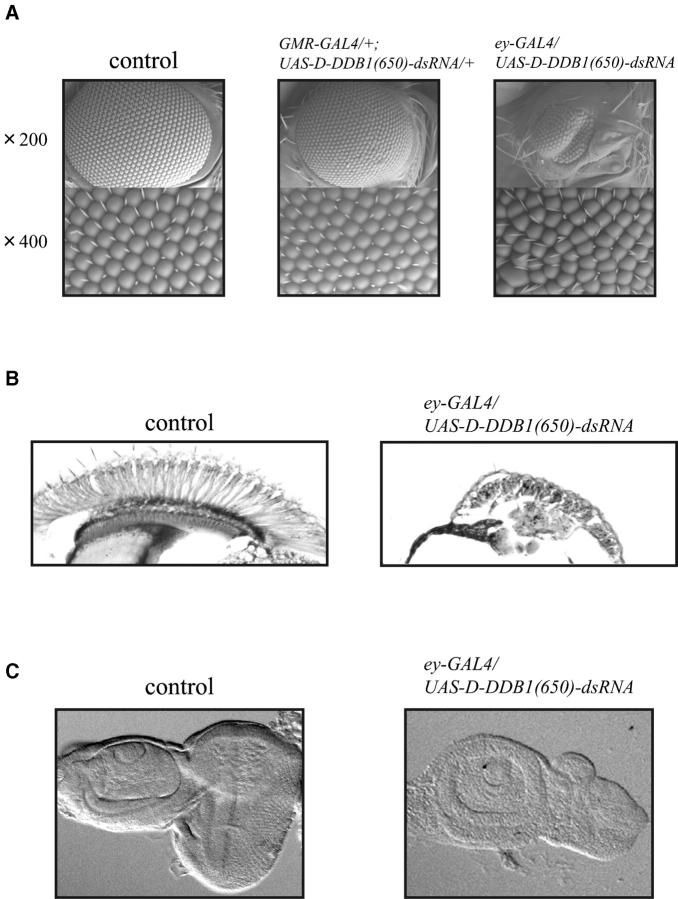 Figure 5.—