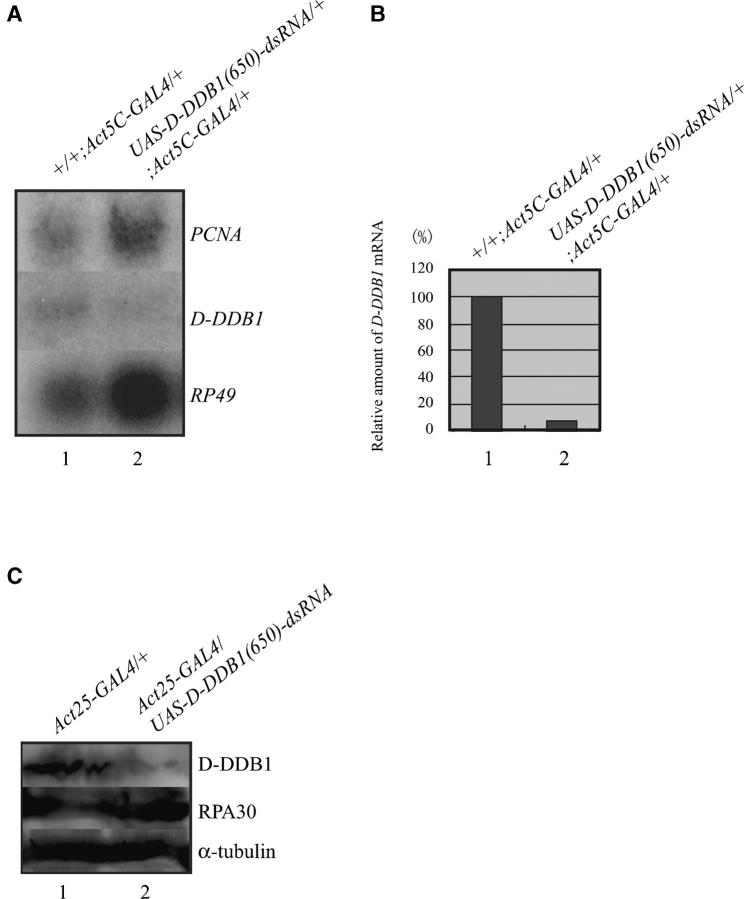 Figure 3.—