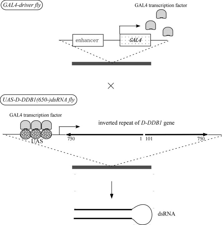 Figure 1.—