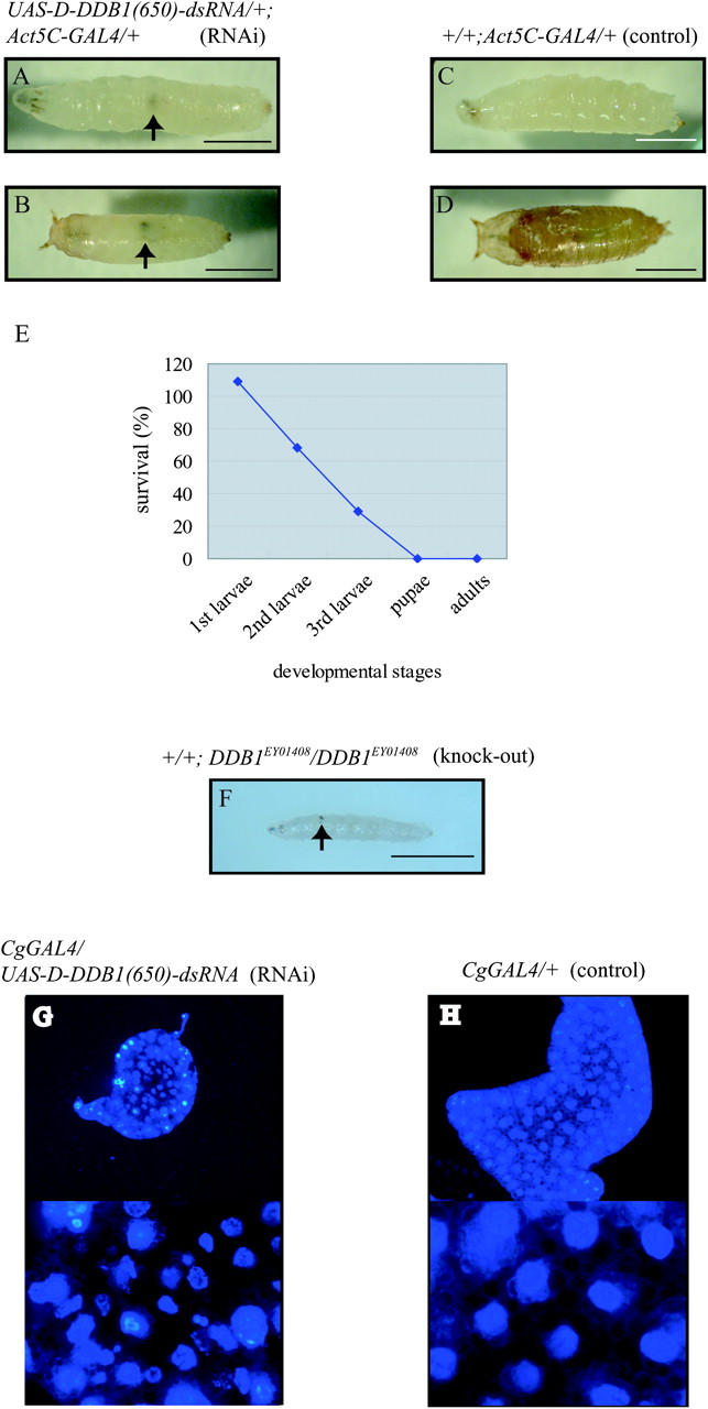 Figure 2.—