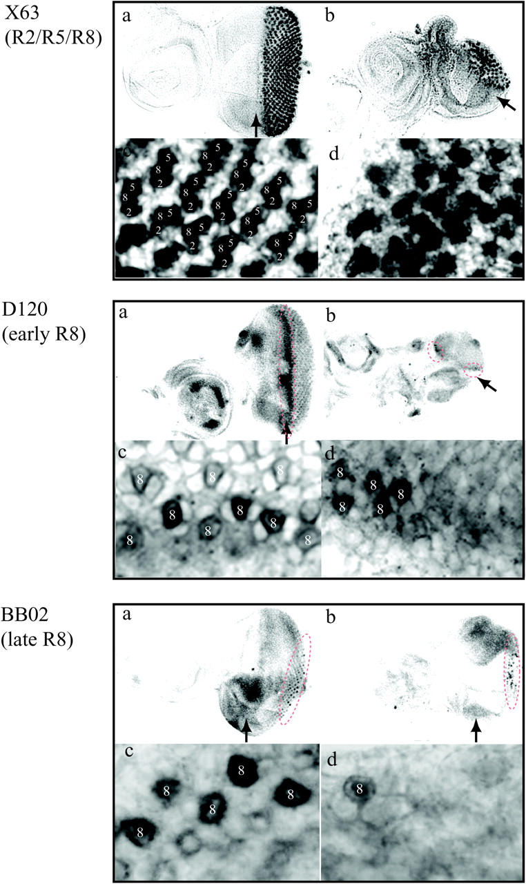 Figure 7.—