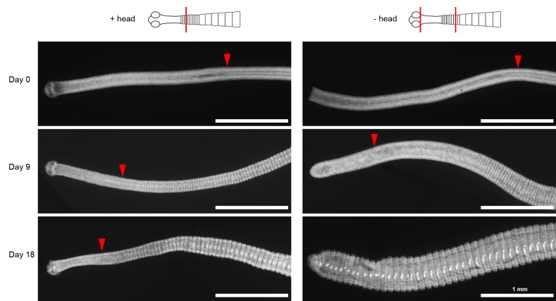 Figure 1—figure supplement 2.