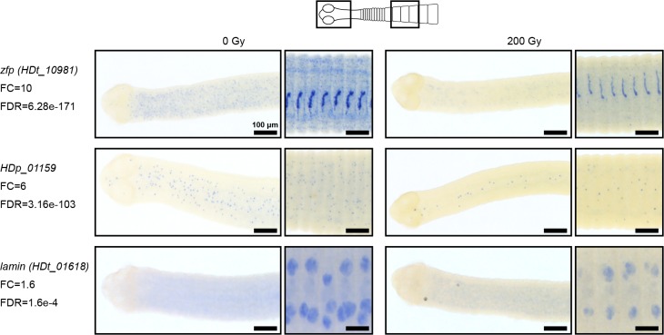 Figure 2—figure supplement 2.