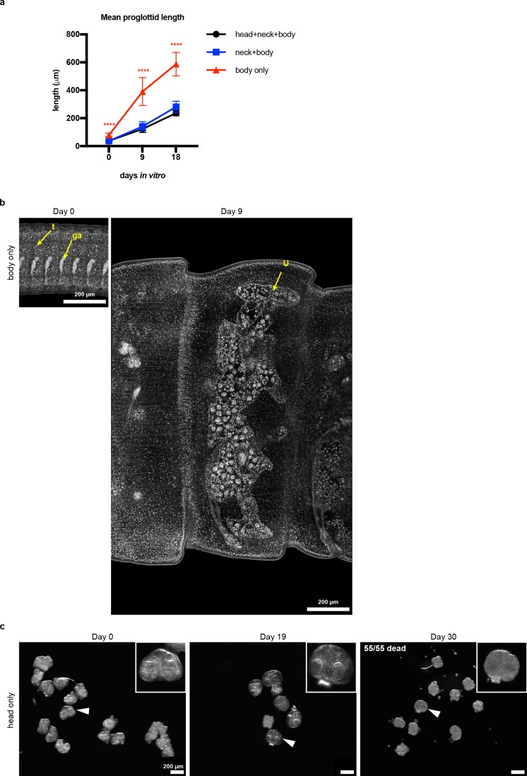 Figure 1—figure supplement 1.