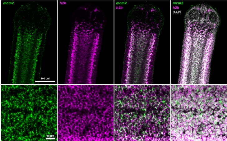 Figure 3—figure supplement 2.