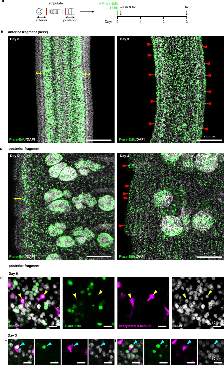 Figure 6—figure supplement 2.