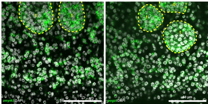 Figure 4—figure supplement 2.