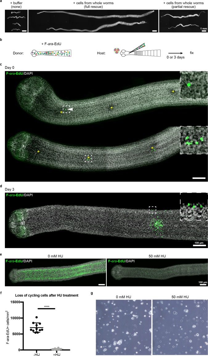 Figure 6—figure supplement 1.