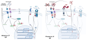 Graphical Abstract