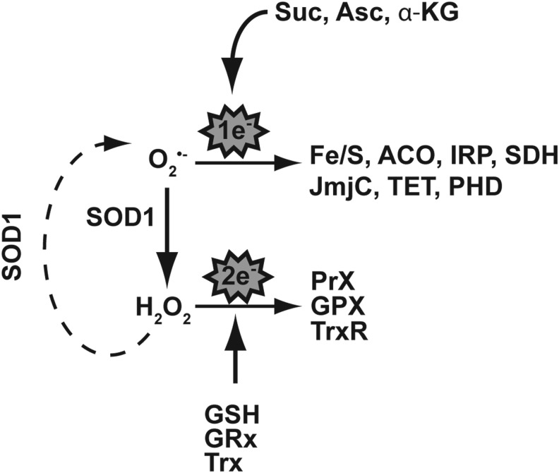 FIG. 8.