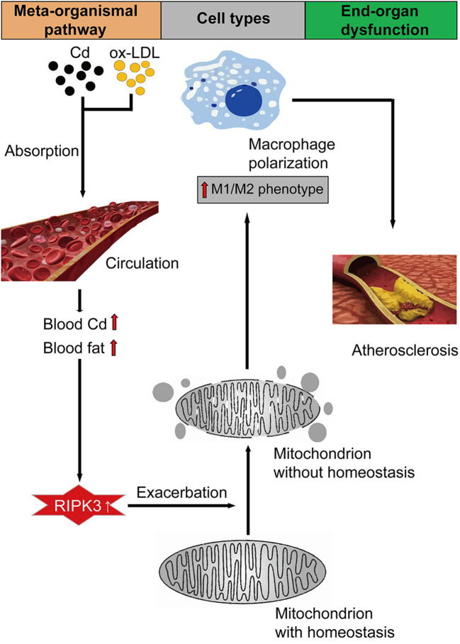 Graphical Abstract