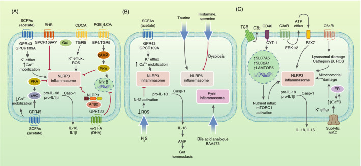 FIGURE 2