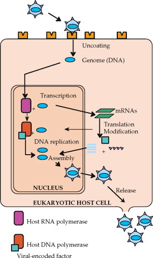 FIGURE 1.8
