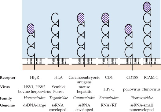 FIGURE 1.5