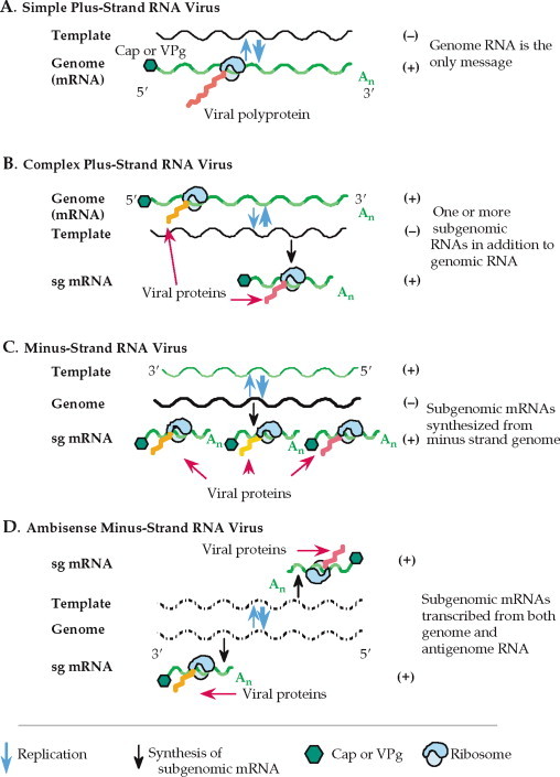 FIGURE 1.11