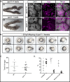 Fig 10