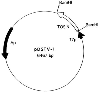 FIG. 1