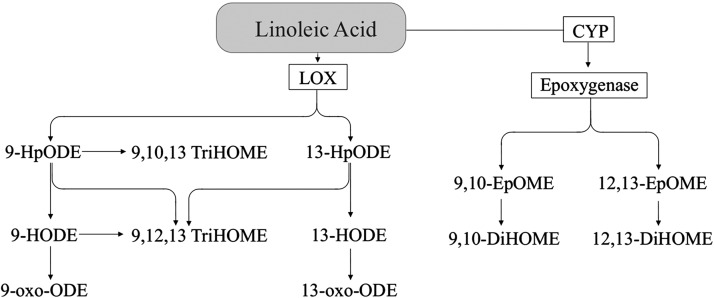 Advances in Our Understanding of Oxylipins Derived from Dietary PUFAs - PMC