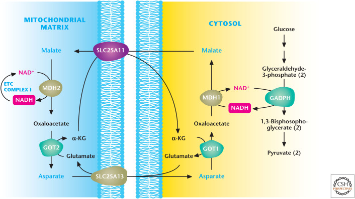 Figure 7.