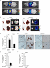 FIGURE 6: