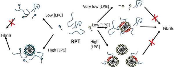 graphic file with name nihms-1044166-f0001.jpg