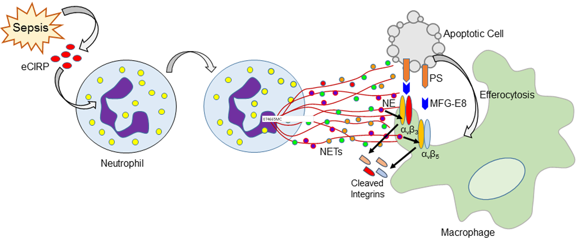 Figure 7: