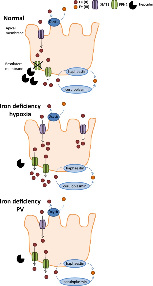 Fig. 3