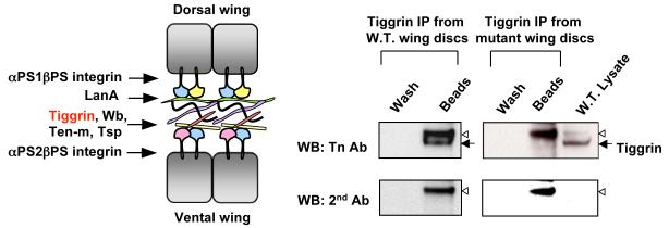 Fig.2