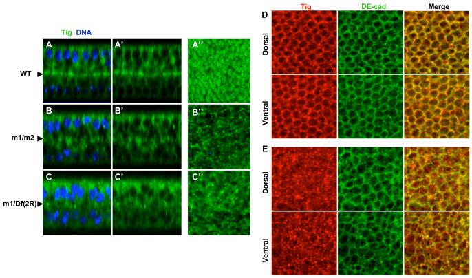 Fig.3