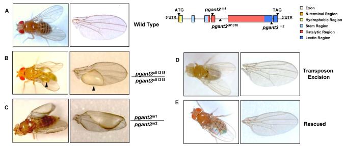 Fig.1