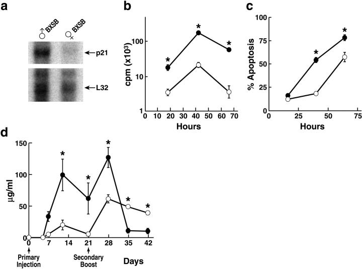 Deficiency Of The Cyclin Kinase Inhibitor P21 WAF 1 CIP 1 Promotes