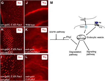 Figure 4b