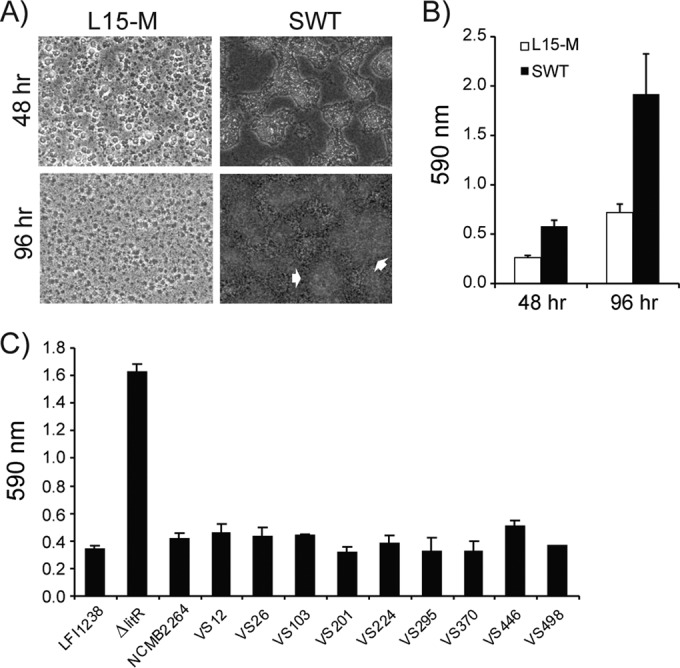 FIG 1