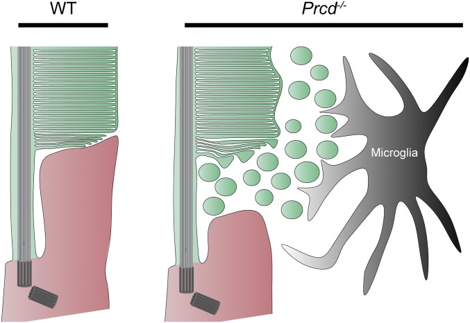 Fig. 10.