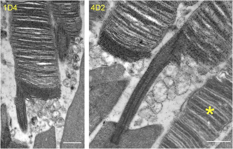 Fig. 8.