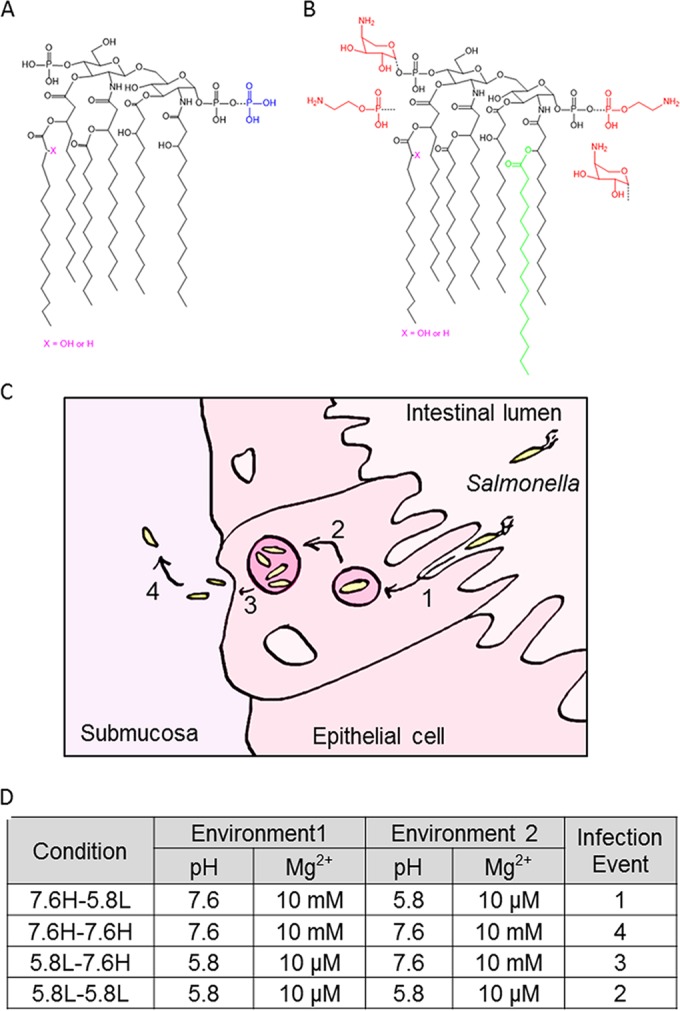 FIG 1 