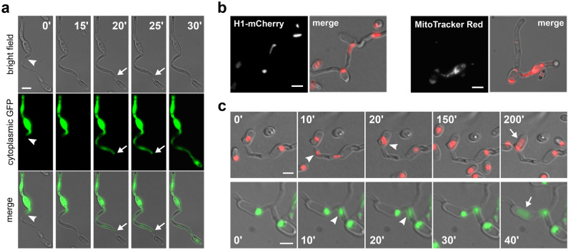 Fig. 4