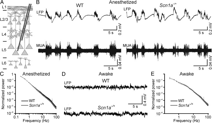 Figure 1.