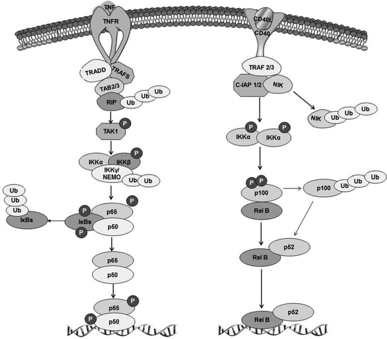 Fig. (1).