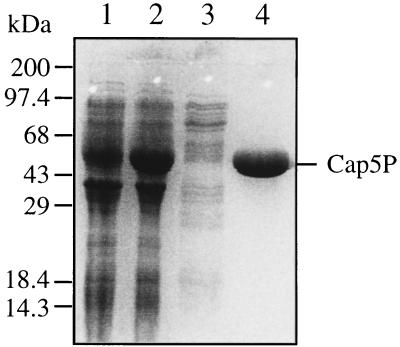 FIG. 1