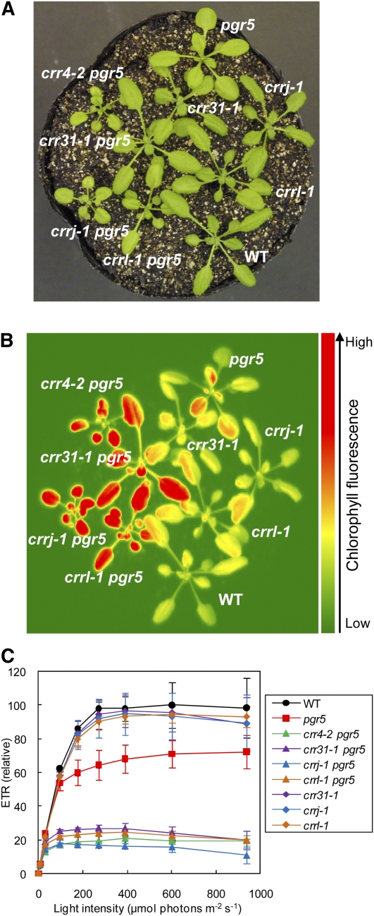 Figure 6.