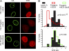 Fig. 10.