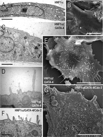 Fig. 8.