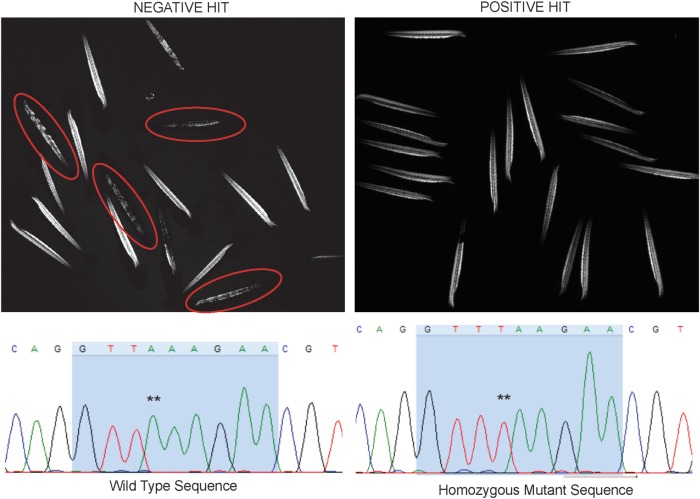 Figure 2.