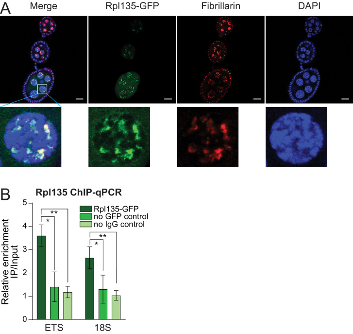 Figure 5—figure supplement 1.