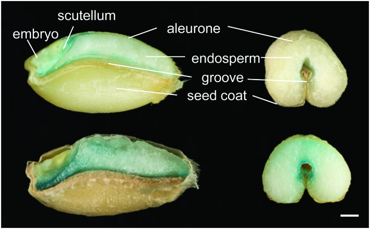 Fig. 5